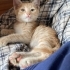 ATILIM ÜNİVERSİTESİ SAHİPSİZ YAVRU KEDİ fotoğraf