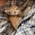 ATILIM ÜNİVERSİTESİ SAHİPSİZ YAVRU KEDİ fotoğraf