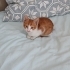 Sarman erkek kedi 1.5 aylık çok uslu fotoğraf