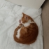 Sarman erkek kedi 1.5 aylık çok uslu fotoğraf