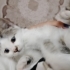 Ömürlü yuva araniyor ismini siz koyun fotoğraf
