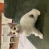 Kucak delisi oyuncu Calico fotoğraf