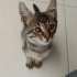 2 Aylık Gizmo🤎 Klinikte yuva bekliyor fotoğraf