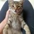 2 Aylık Gizmo🤎 Klinikte yuva bekliyor fotoğraf