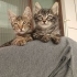 2 Aylık Gizmo🤎 Klinikte yuva bekliyor fotoğraf