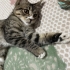 Akıllı ve oyuncu bebek kedi :) fotoğraf