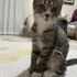Akıllı ve oyuncu bebek kedi :) fotoğraf