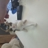 Cingöz, Kör çok oyuncu sevecen kedi Acill yuva ariyor fotoğraf