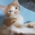 Acil yuva arıyorum fotoğraf