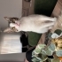 Oyuncu, sevecen ve sosyal kedimiz Latte yuva arıyor fotoğraf