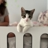 Oyuncu, sevecen ve sosyal kedimiz Latte yuva arıyor fotoğraf