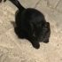 Gecelerin içinden bir kedi: “Gece” fotoğraf