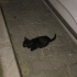 Gecelerin içinden bir kedi: “Gece” fotoğraf