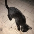 Gecelerin içinden bir kedi: “Gece” fotoğraf