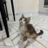 2 aylık oyuncu sevgi delisi tekir dişi fotoğraf