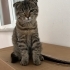 tekir desenli scottish fold fotoğraf