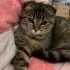 tekir desenli scottish fold fotoğraf