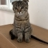 tekir desenli scottish fold fotoğraf