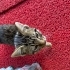 sevgi açı minik yavru fotoğraf