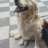 Acil yuva arıyoruz fotoğraf
