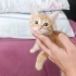 Sarman üç dört haftalık kedi fotoğraf