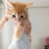 Sarman üç dört haftalık kedi fotoğraf