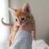Sarman üç dört haftalık kedi fotoğraf