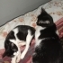 Anne kedi ve yavrusu fotoğraf