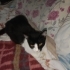 Anne kedi ve yavrusu fotoğraf