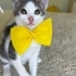 Sevimli Kavunlu Dondurma fotoğraf