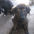 Sevimli Yavru köpekler fotoğraf