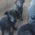 Sevimli Yavru köpekler fotoğraf