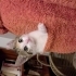Minik Merry'nin hayata dönüşü fotoğraf