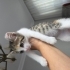 Minik Merry'nin hayata dönüşü fotoğraf
