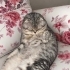 Acil sahiplendirme fotoğraf