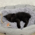 1 aylık yavru kedi Karaca tel 0545 806 86 49 fotoğraf