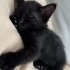 1 aylık yavru kedi Karaca tel 0545 806 86 49 fotoğraf