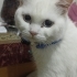 British Shorthair Kedimizi, Sağlık Problemimiz Sebebiyle Ücretsiz Sahiplendirme fotoğraf