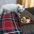 British Shorthair Kedimizi, Sağlık Problemimiz Sebebiyle Ücretsiz Sahiplendirme fotoğraf
