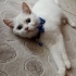 British Shorthair Kedimizi, Sağlık Problemimiz Sebebiyle Ücretsiz Sahiplendirme fotoğraf