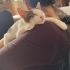 3 buçuk aylık erkek tekir kedi fotoğraf