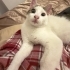 3 buçuk aylık erkek tekir kedi fotoğraf