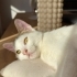 3 buçuk aylık erkek tekir kedi fotoğraf