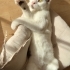 3 buçuk aylık erkek tekir kedi fotoğraf