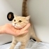 Veterinere terk edildi fotoğraf