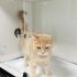 Veterinere terk edildi fotoğraf