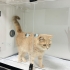 Veterinere terk edildi fotoğraf