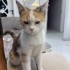 Yavru kedi dişi fotoğraf