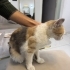 Yavru kedi dişi fotoğraf