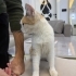 Yavru kedi dişi fotoğraf